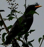 Javan Myna