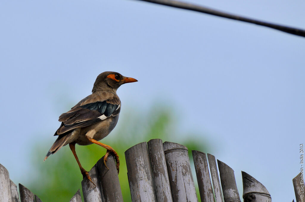 Bank Myna