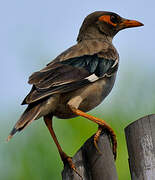 Bank Myna