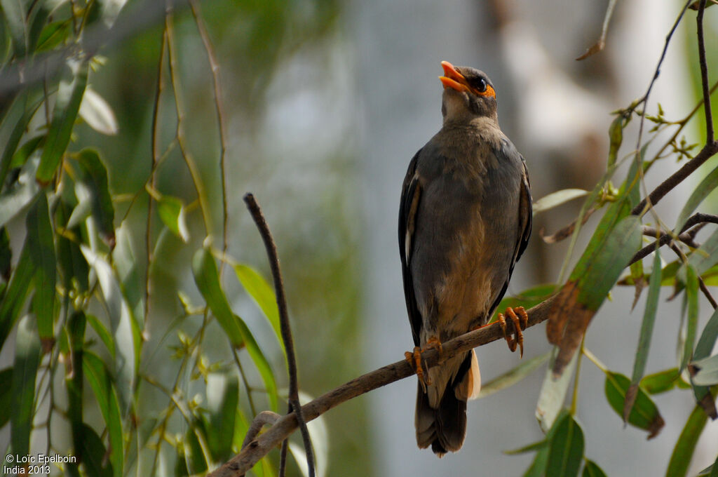 Bank Myna