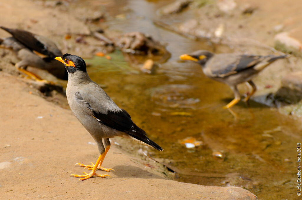 Bank Myna