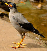 Bank Myna