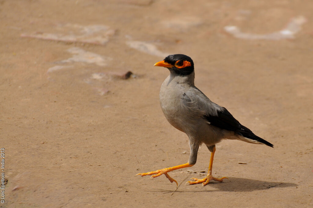 Bank Myna