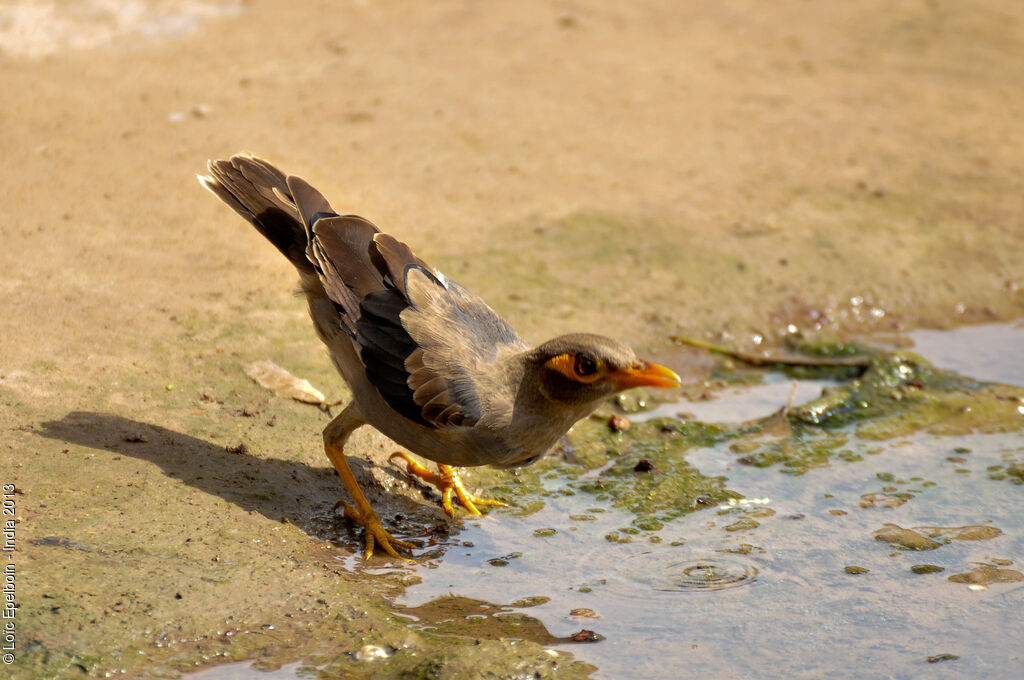 Bank Myna