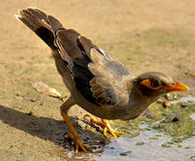 Bank Myna