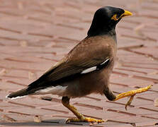 Common Myna