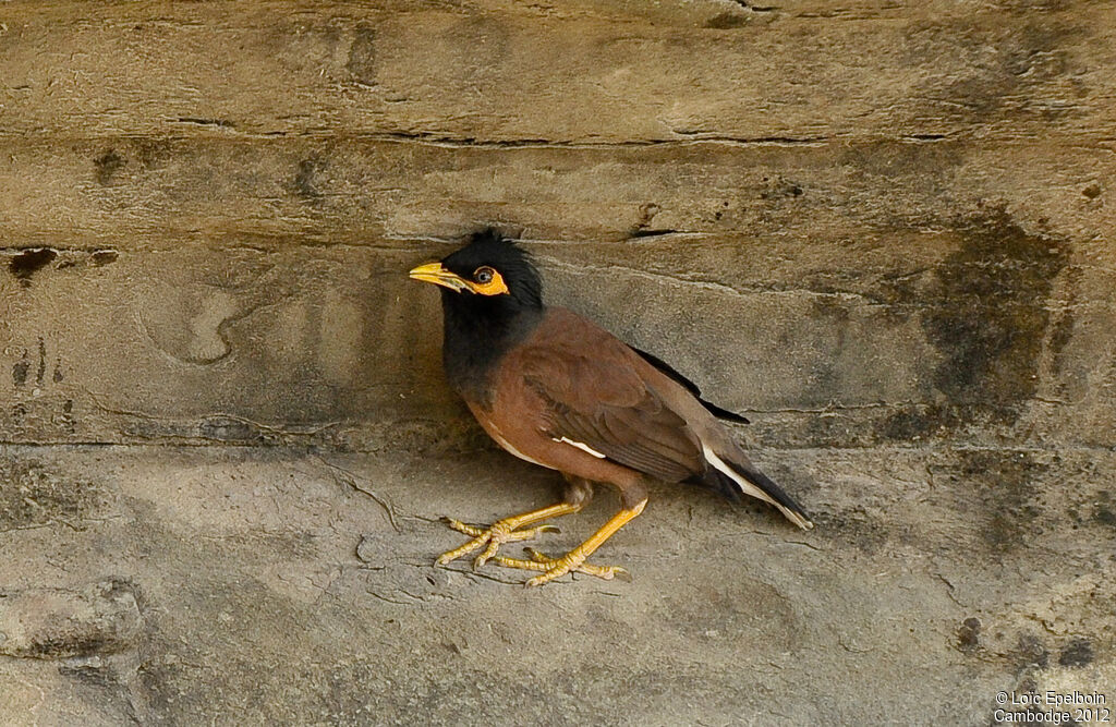 Common Myna