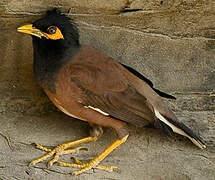 Common Myna