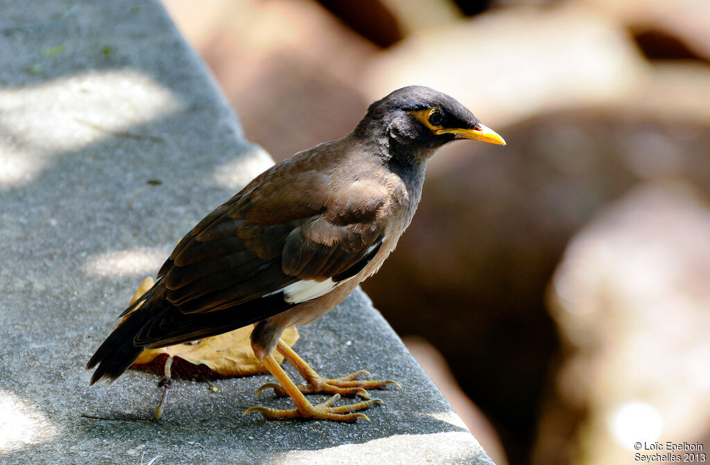 Common Myna