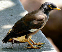 Common Myna