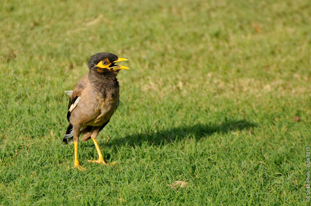 Common Myna