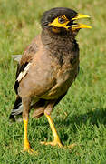 Common Myna