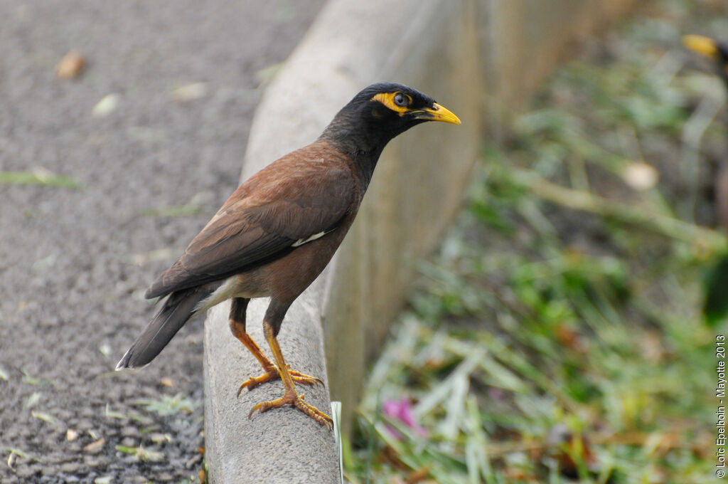 Common Myna