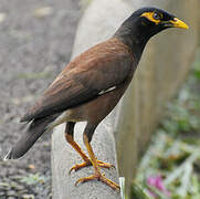 Common Myna