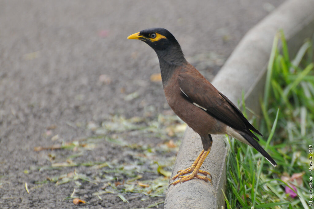 Common Myna