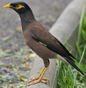 Common Myna