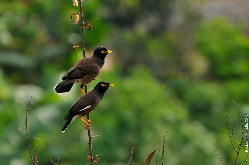 Common Myna