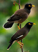 Common Myna