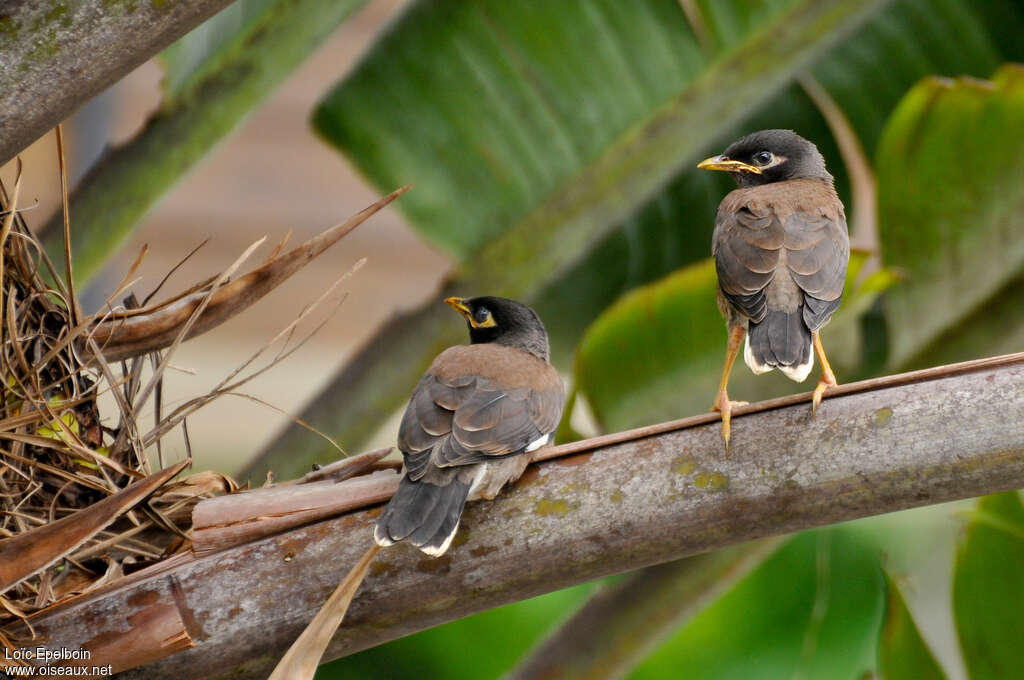 Common Mynajuvenile, identification