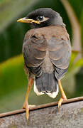 Common Myna