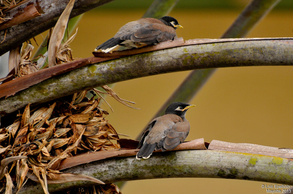 Common Mynajuvenile