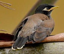 Common Myna