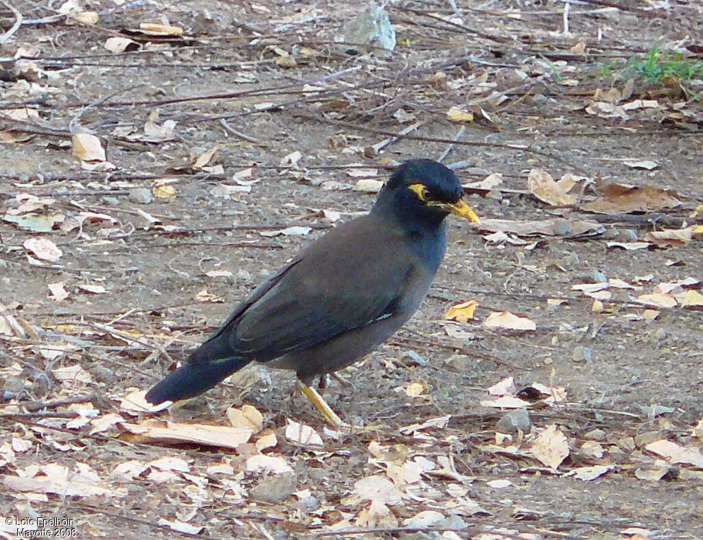 Common Myna