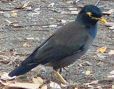 Common Myna