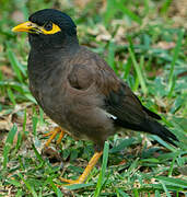 Common Myna