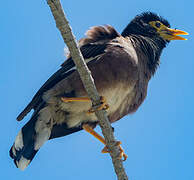 Common Myna