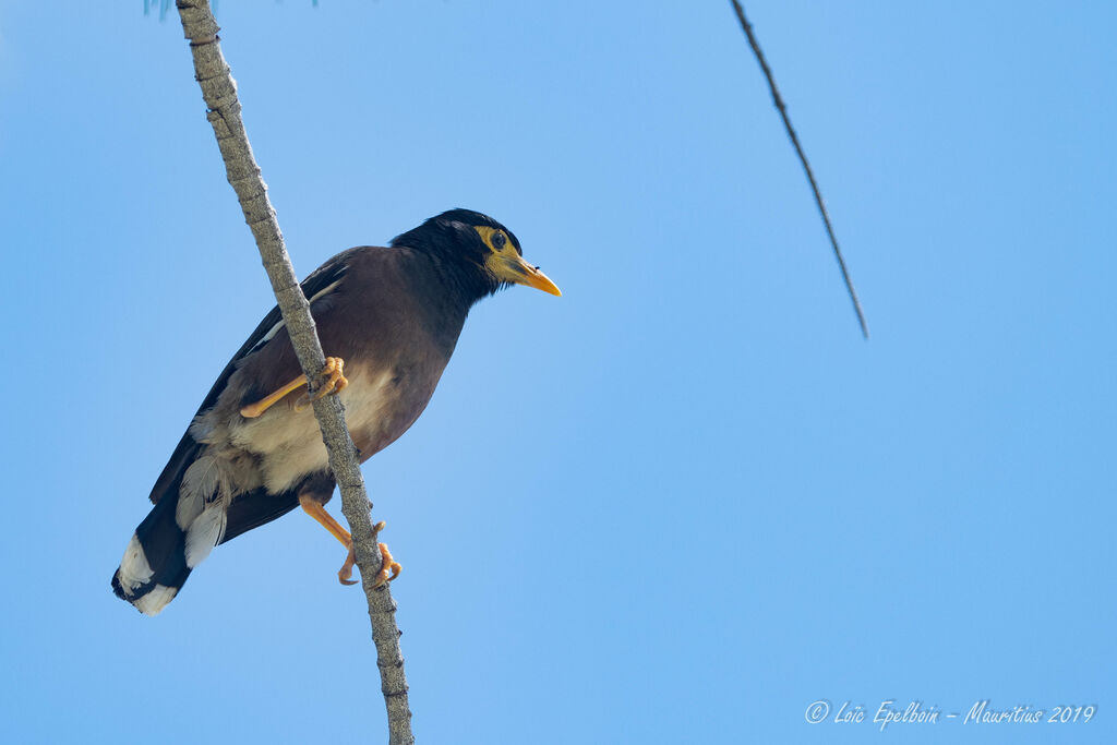 Common Myna