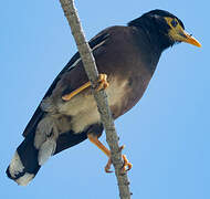 Common Myna