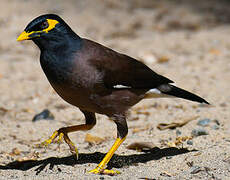 Common Myna
