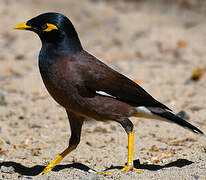 Common Myna