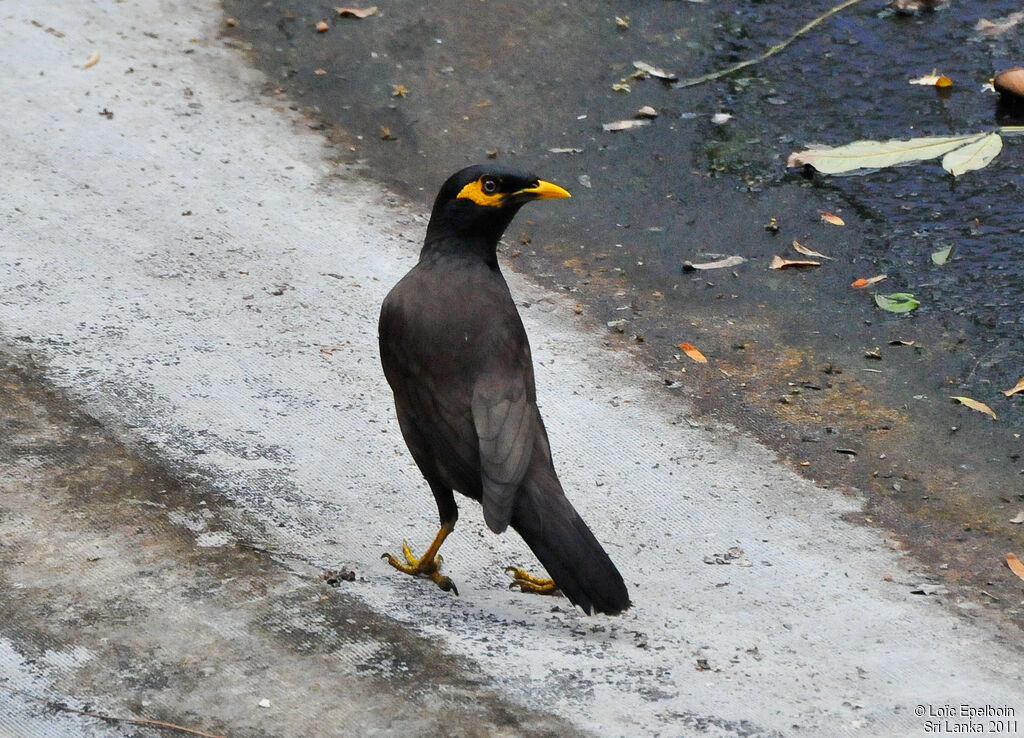 Common Myna