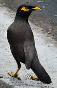 Common Myna