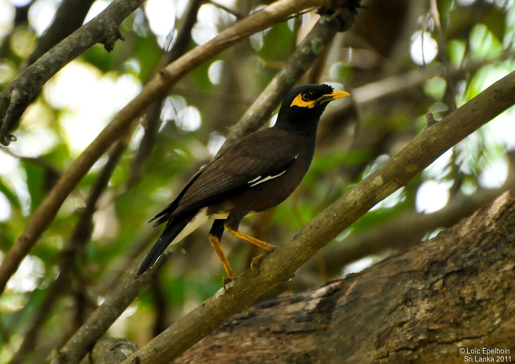 Common Myna