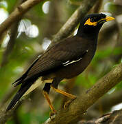 Common Myna