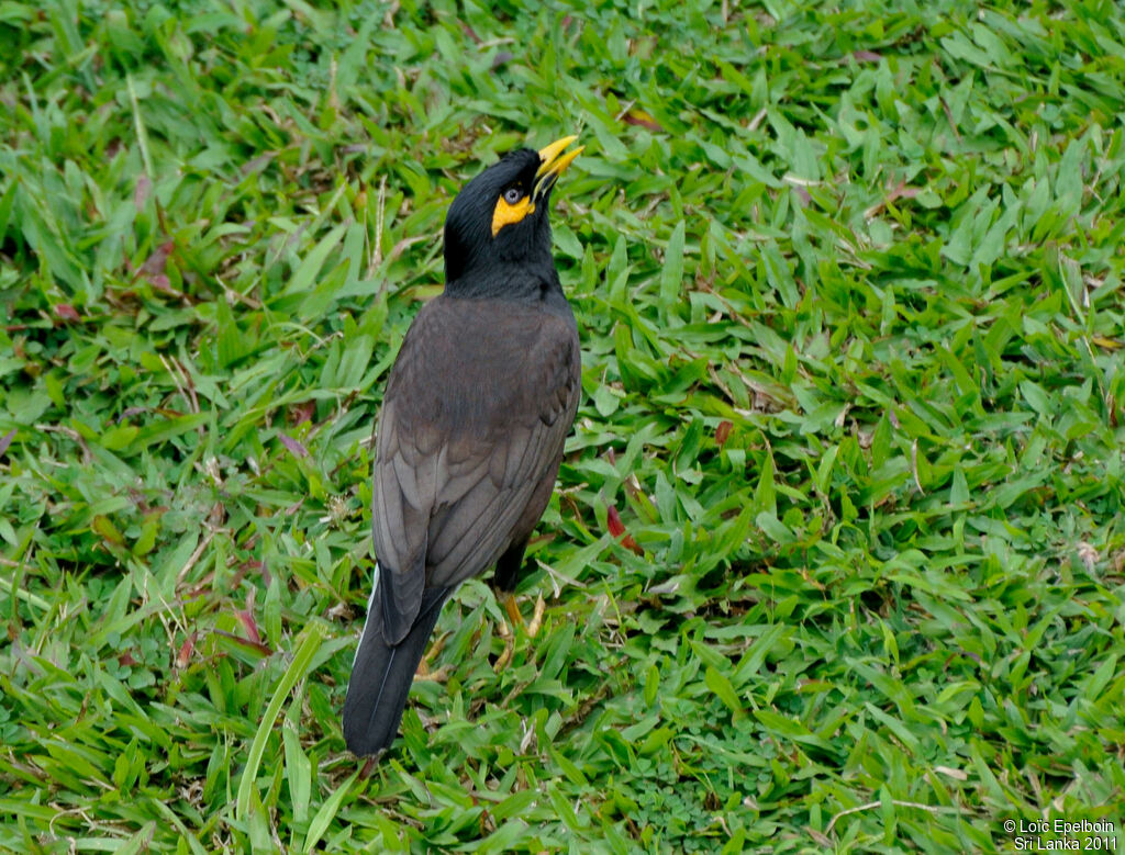 Common Myna