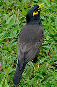 Common Myna