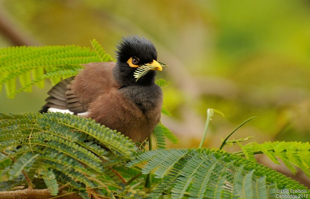 Common Myna