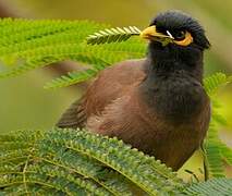 Common Myna