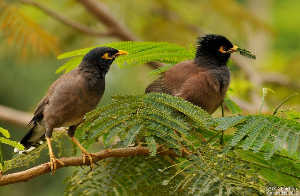 Common Myna