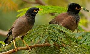 Common Myna