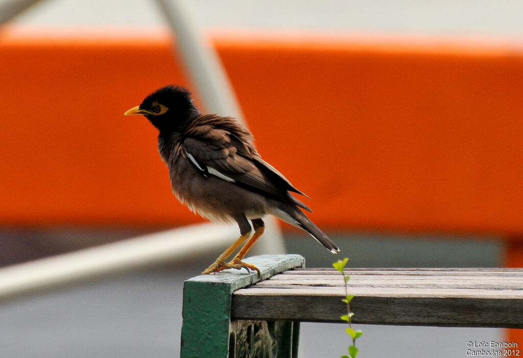 Common Myna