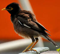 Common Myna