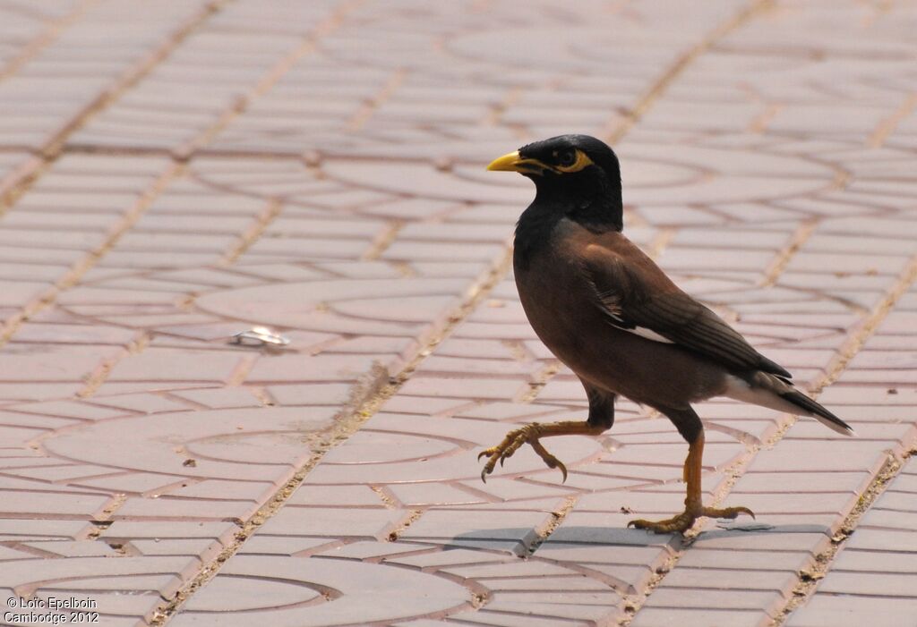 Common Myna