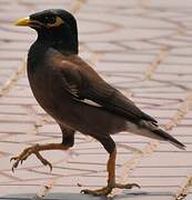 Common Myna