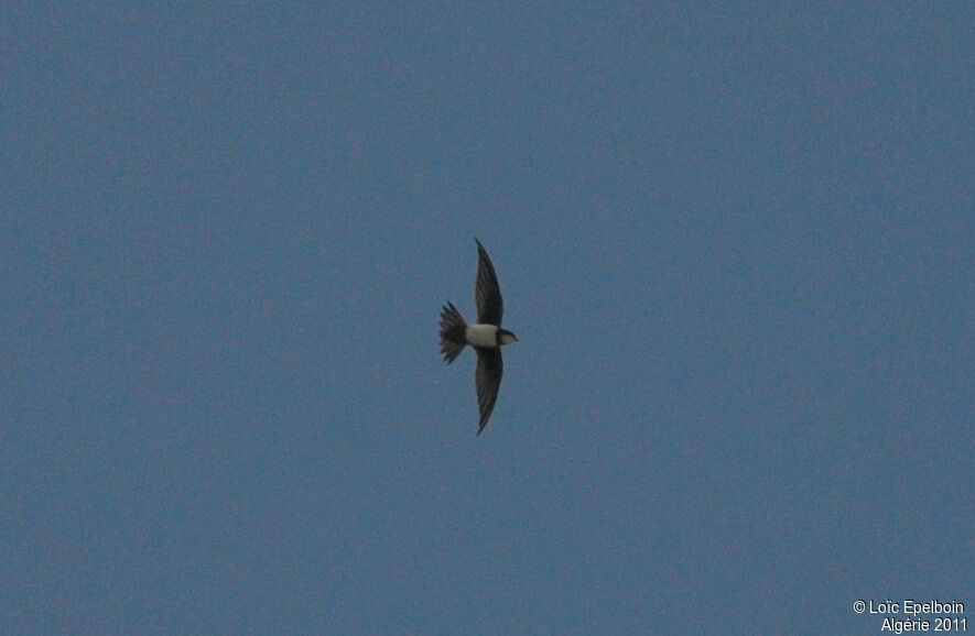 Alpine Swift