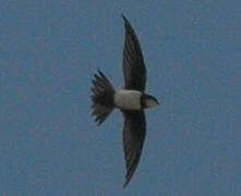 Alpine Swift